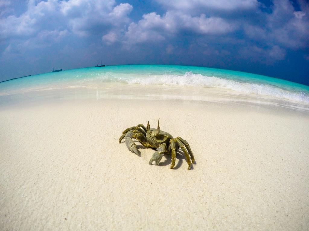 Cerulean View Residence Hanimaadhoo Island Eksteriør bilde